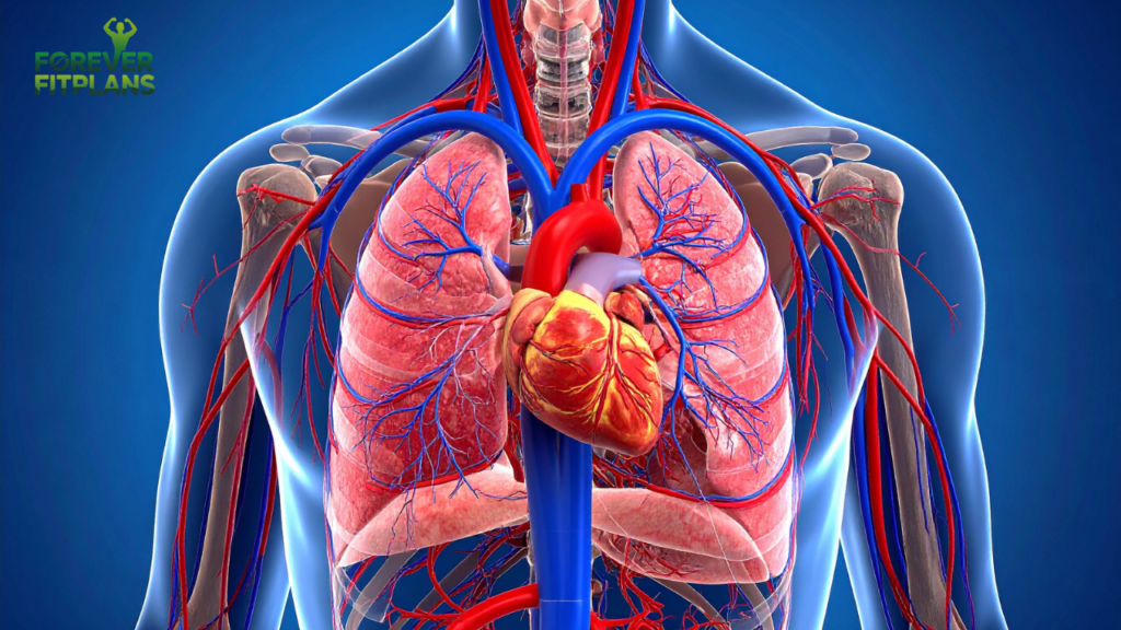 Is Olive Oil Healthy